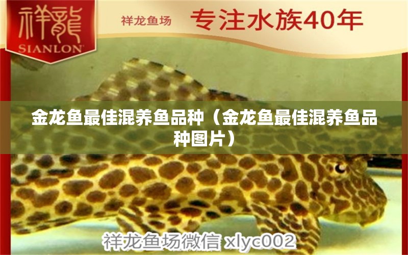 金龍魚最佳混養(yǎng)魚品種（金龍魚最佳混養(yǎng)魚品種圖片）