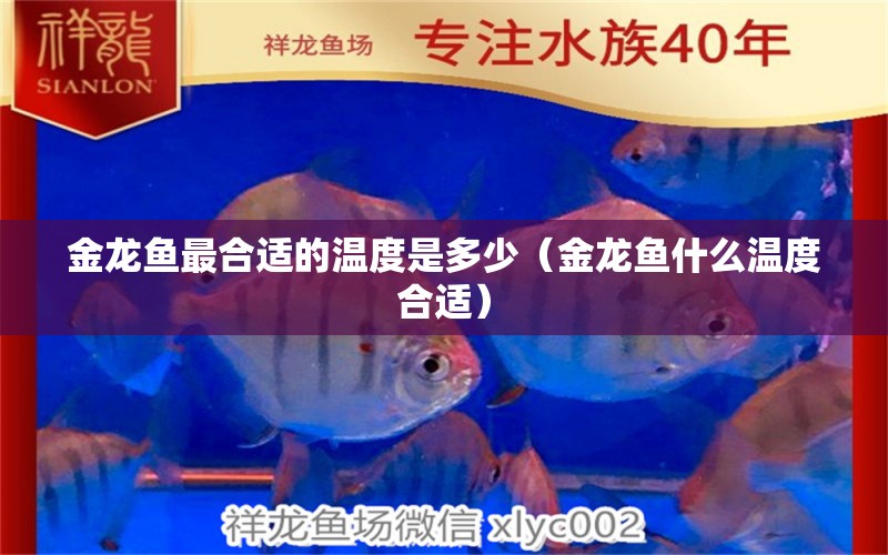 金龍魚(yú)最合適的溫度是多少（金龍魚(yú)什么溫度合適） 黑帝王魟魚(yú)