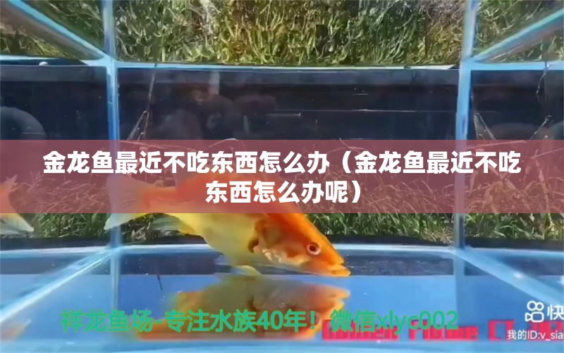 金龍魚最近不吃東西怎么辦（金龍魚最近不吃東西怎么辦呢） 觀賞魚市場(chǎng)（混養(yǎng)魚）