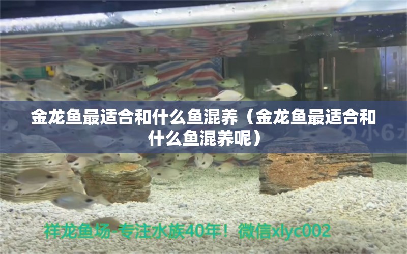 金龍魚最適合和什么魚混養(yǎng)（金龍魚最適合和什么魚混養(yǎng)呢）