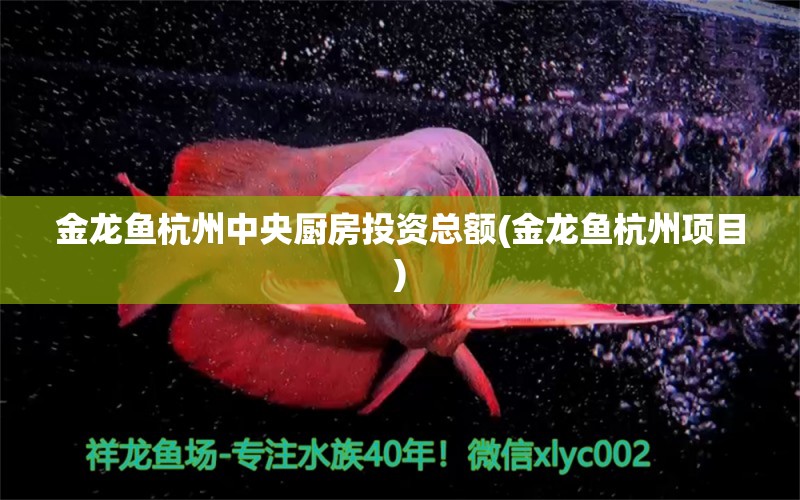 金龍魚杭州中央廚房投資總額(金龍魚杭州項(xiàng)目) 胭脂孔雀龍魚