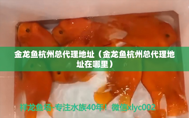 金龍魚杭州總代理地址（金龍魚杭州總代理地址在哪里） 觀賞魚市場（混養(yǎng)魚）