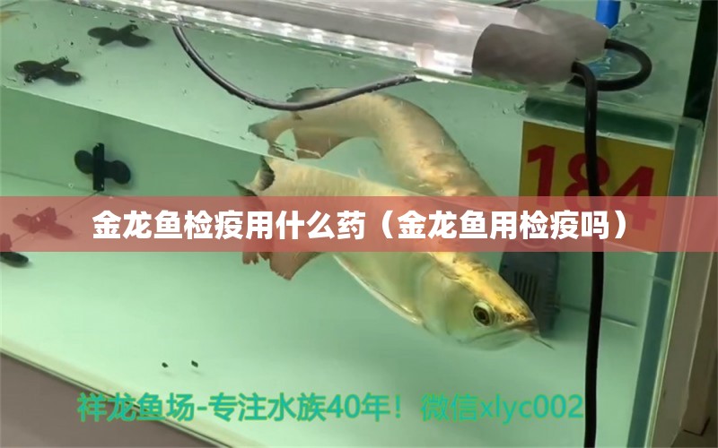 金龍魚檢疫用什么藥（金龍魚用檢疫嗎）