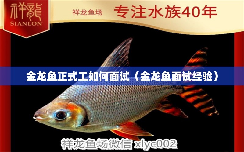 金龍魚正式工如何面試（金龍魚面試經(jīng)驗）