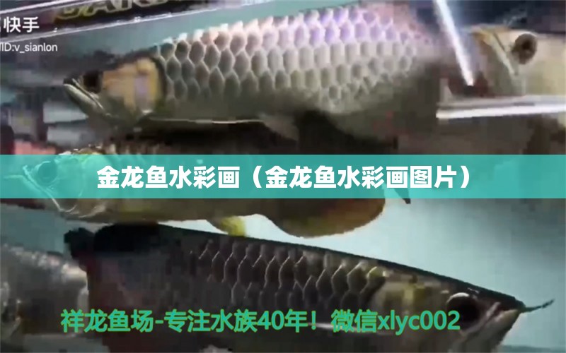 金龍魚水彩畫（金龍魚水彩畫圖片） 金三間魚