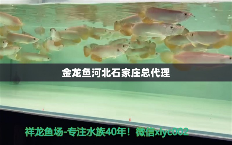 金龍魚(yú)河北石家莊總代理