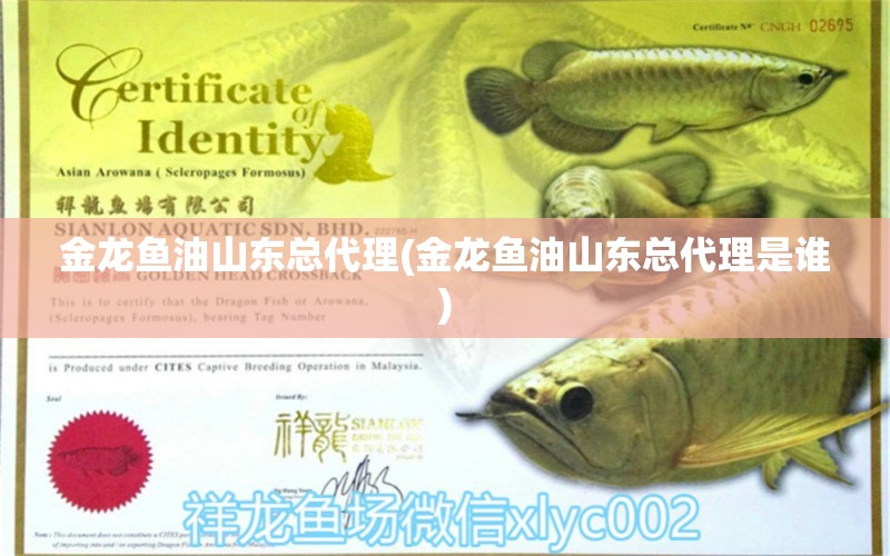 金龍魚油山東總代理(金龍魚油山東總代理是誰) 魚缸定做