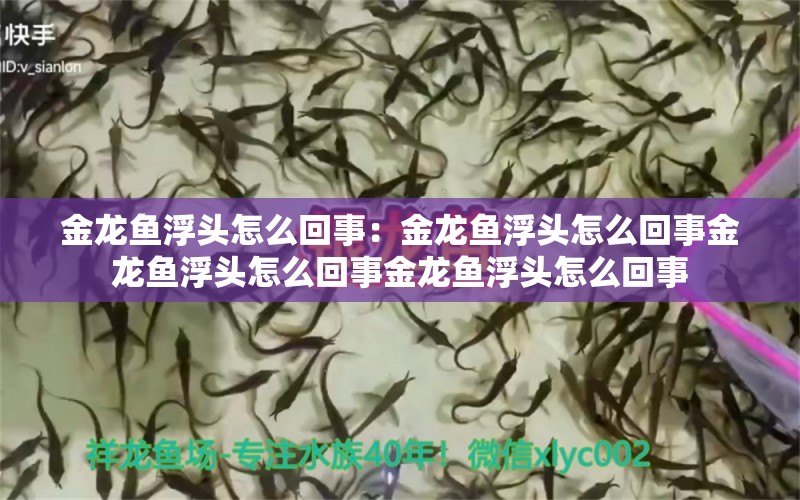 金龍魚浮頭怎么回事：金龍魚浮頭怎么回事金龍魚浮頭怎么回事金龍魚浮頭怎么回事