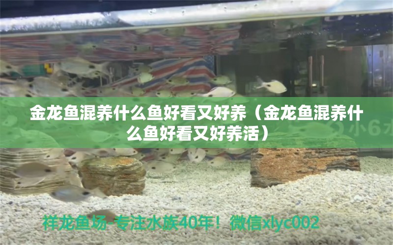 金龍魚混養(yǎng)什么魚好看又好養(yǎng)（金龍魚混養(yǎng)什么魚好看又好養(yǎng)活） 龍魚疾病與治療