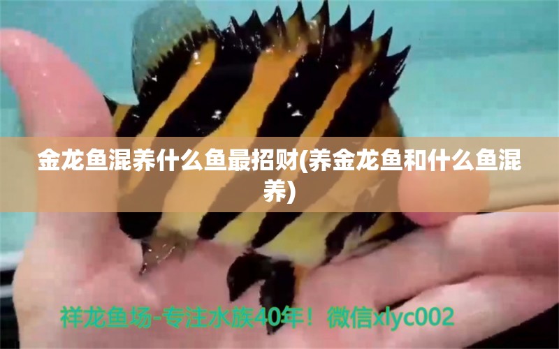 金龍魚混養(yǎng)什么魚最招財(cái)(養(yǎng)金龍魚和什么魚混養(yǎng))