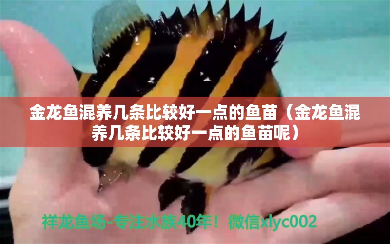 金龍魚(yú)混養(yǎng)幾條比較好一點(diǎn)的魚(yú)苗（金龍魚(yú)混養(yǎng)幾條比較好一點(diǎn)的魚(yú)苗呢） 龍魚(yú)疾病與治療