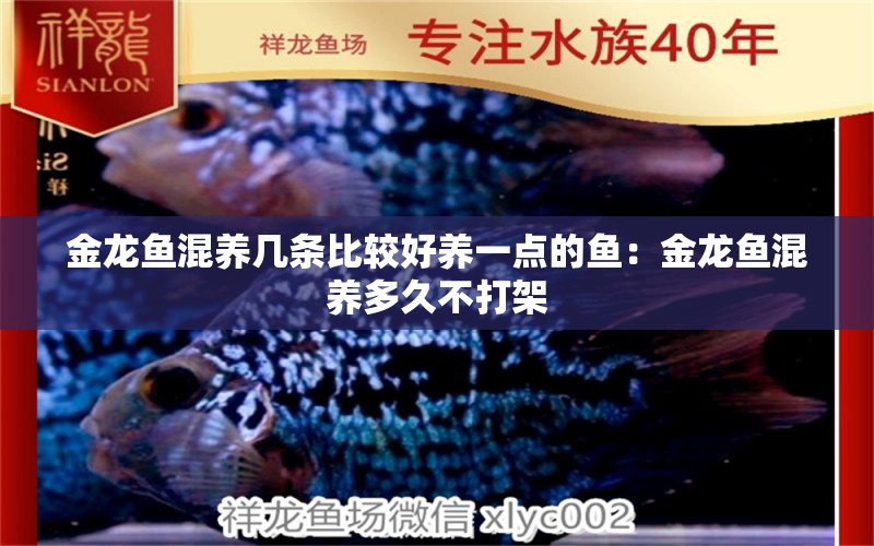 金龍魚(yú)混養(yǎng)幾條比較好養(yǎng)一點(diǎn)的魚(yú)：金龍魚(yú)混養(yǎng)多久不打架