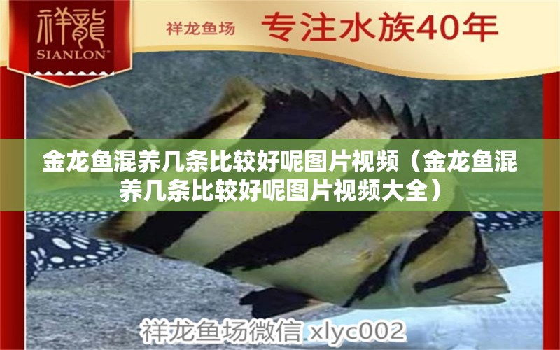 金龍魚混養(yǎng)幾條比較好呢圖片視頻（金龍魚混養(yǎng)幾條比較好呢圖片視頻大全） 龍魚疾病與治療