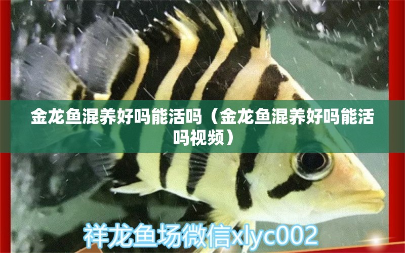 金龍魚混養(yǎng)好嗎能活嗎（金龍魚混養(yǎng)好嗎能活嗎視頻） 龍魚疾病與治療