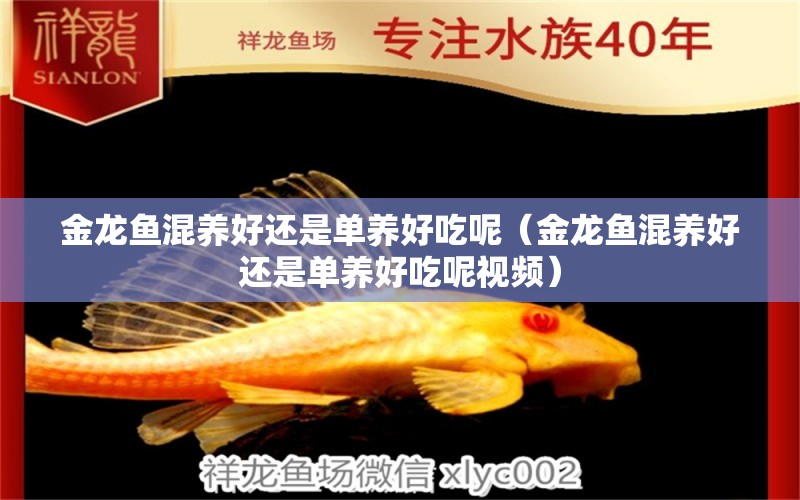 金龍魚(yú)混養(yǎng)好還是單養(yǎng)好吃呢（金龍魚(yú)混養(yǎng)好還是單養(yǎng)好吃呢視頻）