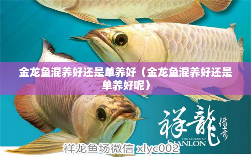 金龍魚(yú)混養(yǎng)好還是單養(yǎng)好（金龍魚(yú)混養(yǎng)好還是單養(yǎng)好呢）