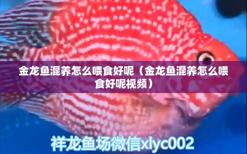 金龍魚混養(yǎng)怎么喂食好呢（金龍魚混養(yǎng)怎么喂食好呢視頻） 龍魚疾病與治療