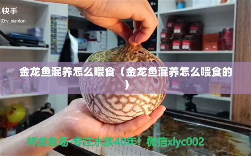 金龍魚(yú)混養(yǎng)怎么喂食（金龍魚(yú)混養(yǎng)怎么喂食的）