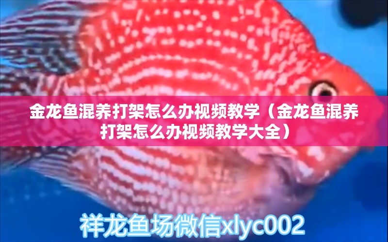 金龍魚混養(yǎng)打架怎么辦視頻教學（金龍魚混養(yǎng)打架怎么辦視頻教學大全）