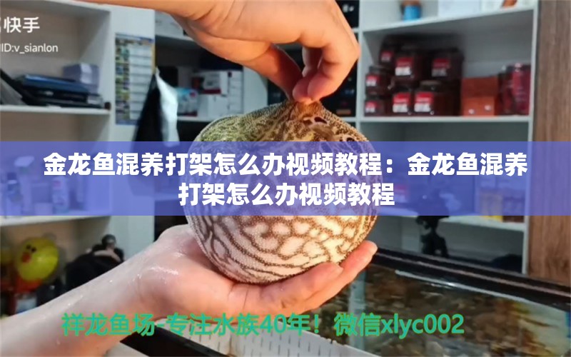 金龍魚混養(yǎng)打架怎么辦視頻教程：金龍魚混養(yǎng)打架怎么辦視頻教程