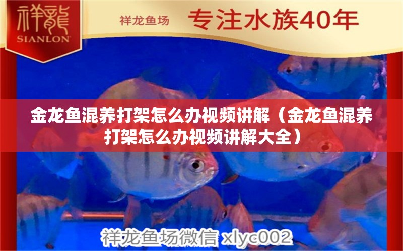 金龍魚混養(yǎng)打架怎么辦視頻講解（金龍魚混養(yǎng)打架怎么辦視頻講解大全）