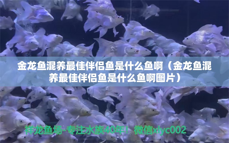 金龍魚混養(yǎng)最佳伴侶魚是什么魚啊（金龍魚混養(yǎng)最佳伴侶魚是什么魚啊圖片）