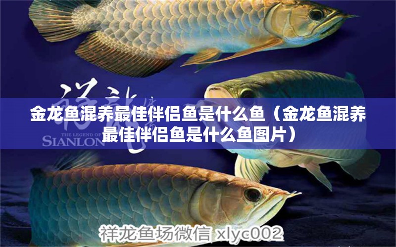 金龍魚混養(yǎng)最佳伴侶魚是什么魚（金龍魚混養(yǎng)最佳伴侶魚是什么魚圖片）