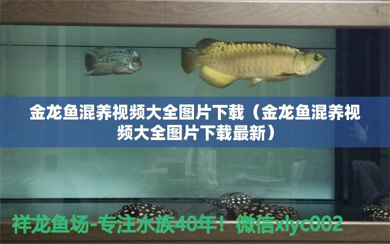 金龍魚(yú)混養(yǎng)視頻大全圖片下載（金龍魚(yú)混養(yǎng)視頻大全圖片下載最新）