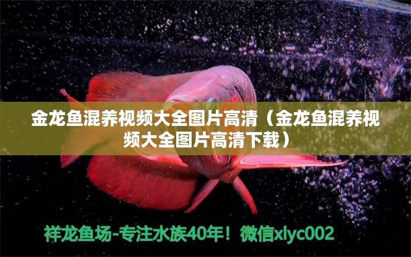 金龍魚混養(yǎng)視頻大全圖片高清（金龍魚混養(yǎng)視頻大全圖片高清下載）