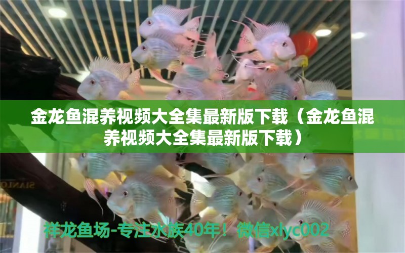 金龍魚混養(yǎng)視頻大全集最新版下載（金龍魚混養(yǎng)視頻大全集最新版下載）