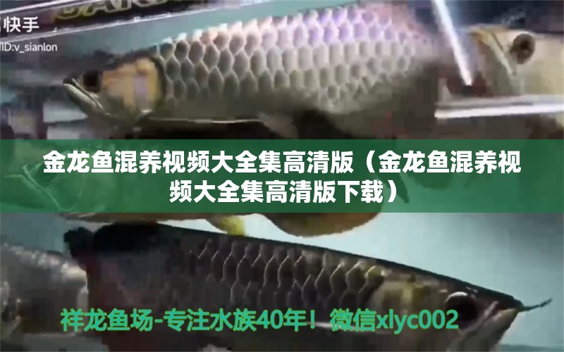 金龍魚混養(yǎng)視頻大全集高清版（金龍魚混養(yǎng)視頻大全集高清版下載）