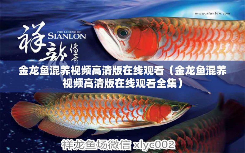 金龍魚混養(yǎng)視頻高清版在線觀看（金龍魚混養(yǎng)視頻高清版在線觀看全集）