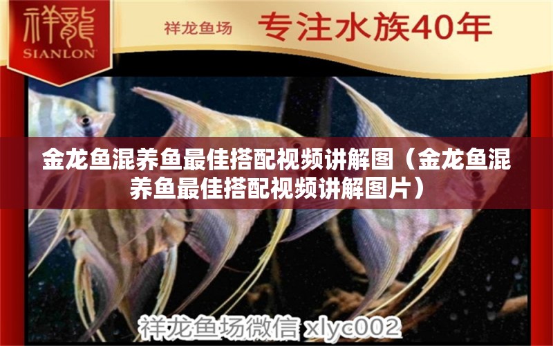 金龍魚混養(yǎng)魚最佳搭配視頻講解圖（金龍魚混養(yǎng)魚最佳搭配視頻講解圖片）