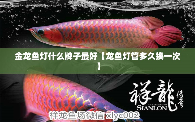 金龍魚燈什么牌子最好【龍魚燈管多久換一次】