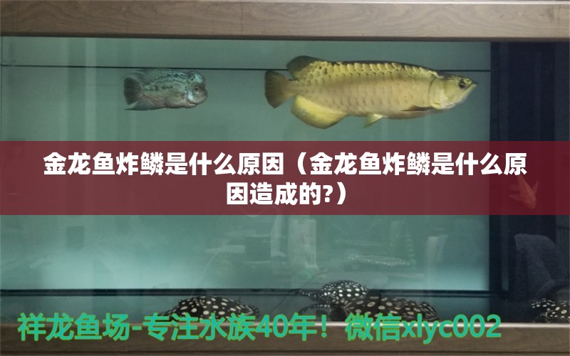 金龍魚炸鱗是什么原因（金龍魚炸鱗是什么原因造成的?）