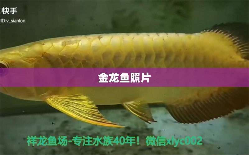 金龍魚照片