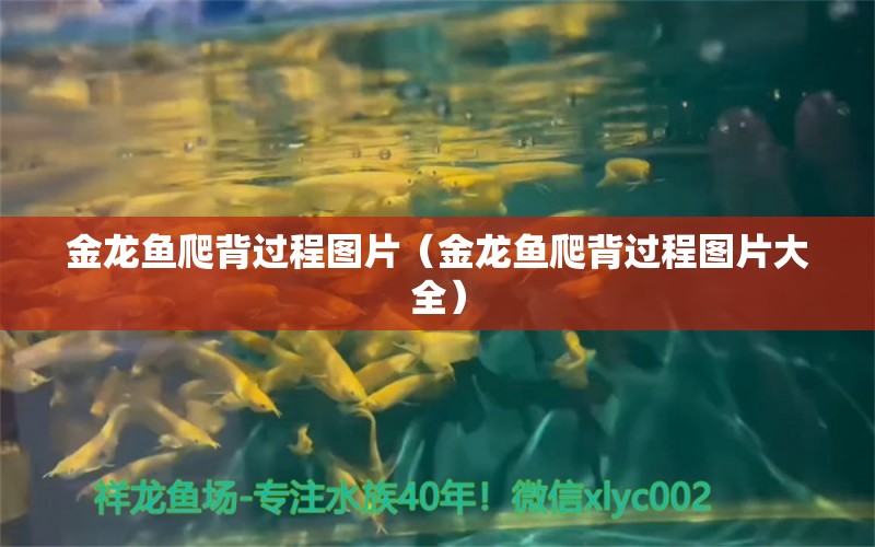 金龍魚爬背過程圖片（金龍魚爬背過程圖片大全）