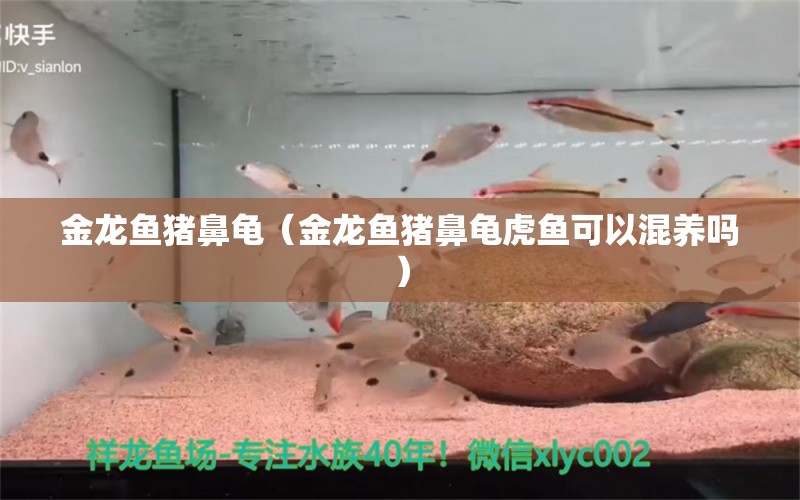 金龍魚豬鼻龜（金龍魚豬鼻龜虎魚可以混養(yǎng)嗎） 豬鼻龜