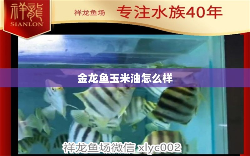 金龍魚玉米油怎么樣 觀賞魚