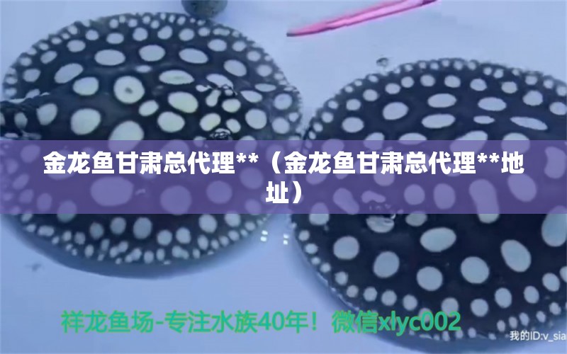 金龍魚(yú)甘肅總代理**（金龍魚(yú)甘肅總代理**地址） 紅頭利魚(yú)