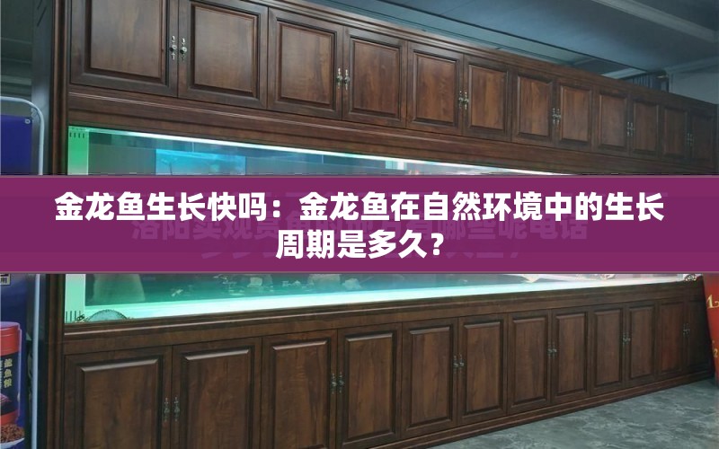 金龍魚生長快嗎：金龍魚在自然環(huán)境中的生長周期是多久？