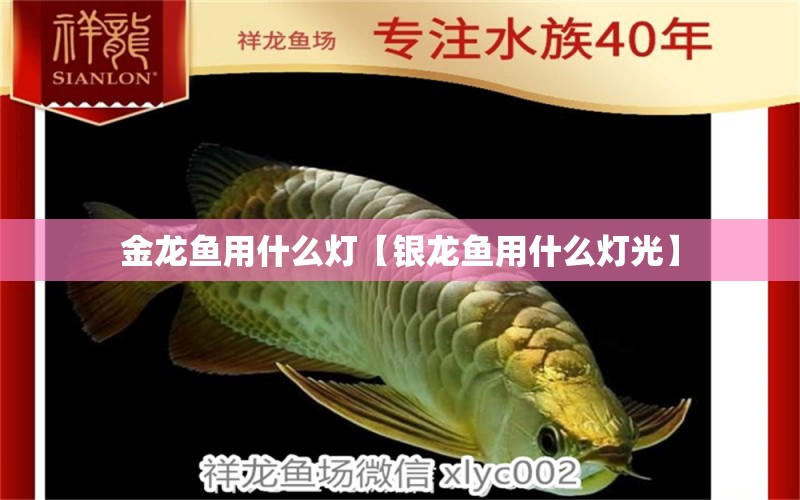 金龍魚用什么燈【銀龍魚用什么燈光】