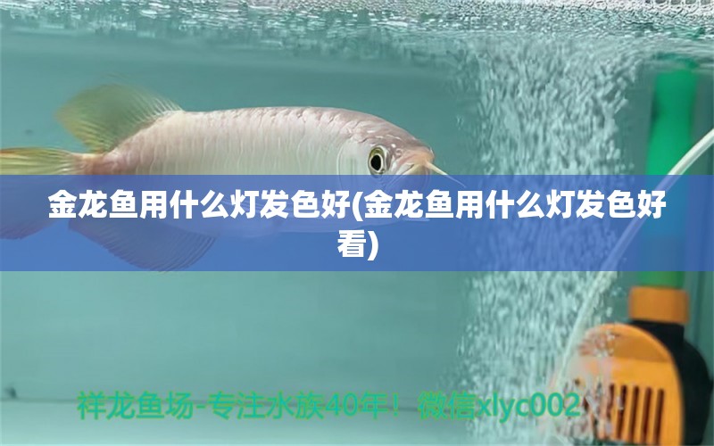 金龍魚用什么燈發(fā)色好(金龍魚用什么燈發(fā)色好看) 福魟魟魚