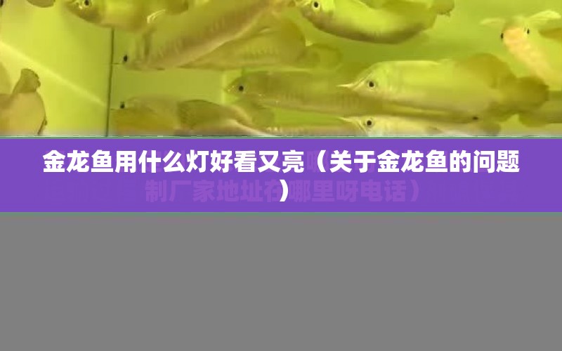 金龍魚用什么燈好看又亮（關(guān)于金龍魚的問題） 水族問答 第1張