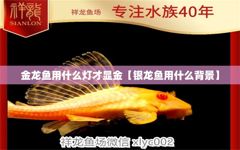 金龍魚用什么燈才顯金【銀龍魚用什么背景】