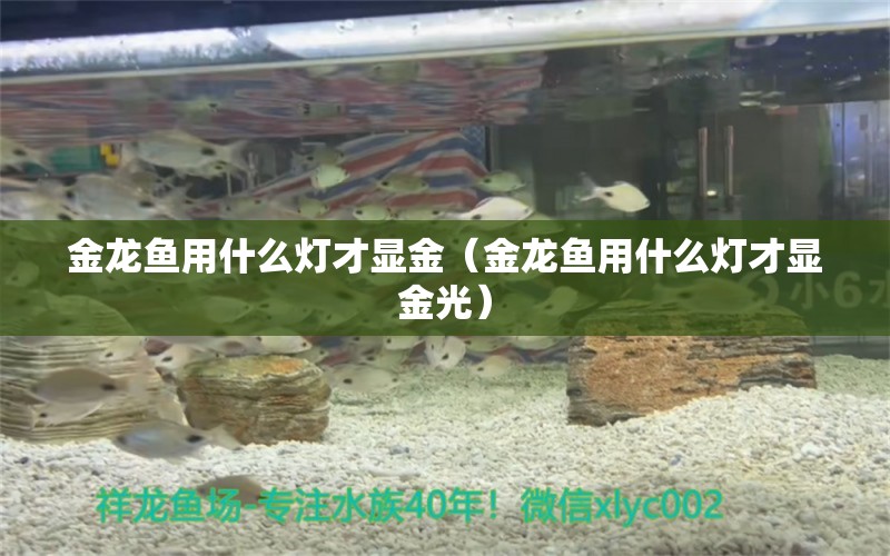 金龍魚用什么燈才顯金（金龍魚用什么燈才顯金光） 龍魚疾病與治療