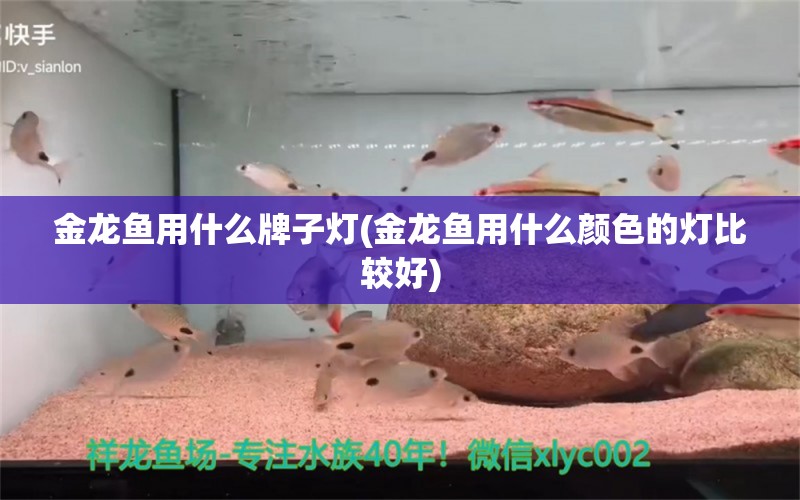 金龍魚用什么牌子燈(金龍魚用什么顏色的燈比較好) 硝化細(xì)菌