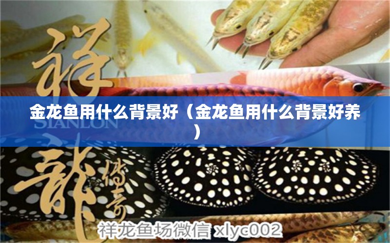 金龍魚(yú)用什么背景好（金龍魚(yú)用什么背景好養(yǎng)） 祥龍水族醫(yī)院