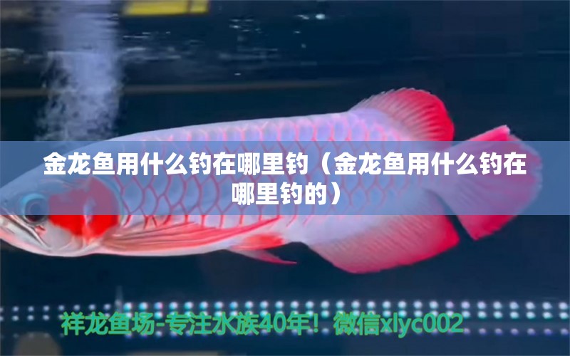 金龍魚用什么釣在哪里釣（金龍魚用什么釣在哪里釣的） 垂釣樂園