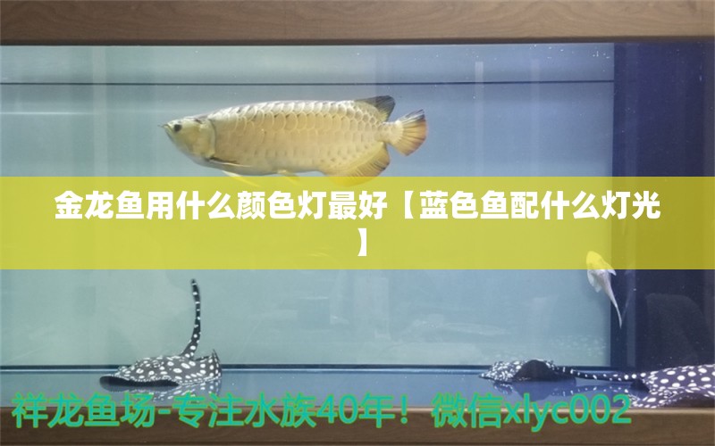 金龍魚用什么顏色燈最好【藍色魚配什么燈光】